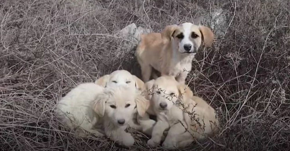Rescatan a 4 cachorritos abandonados con su madre y uno de ellos se niega a recibir ayuda Rescatan a 4 cachorritos abandonados con su madre y uno de ellos se niega a recibir ayuda