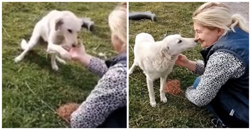 Se acerca a alimentar un perro que estaba solito al costado de una carretera y él se lo agradece