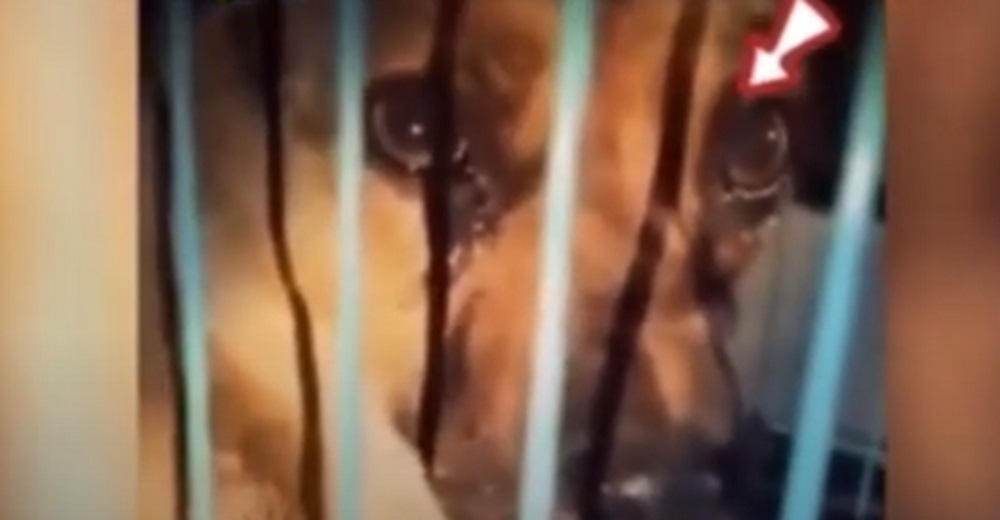 Las lágrimas de un perrito al sacarlo de una jaula después de sospechar que lo sacrificarían