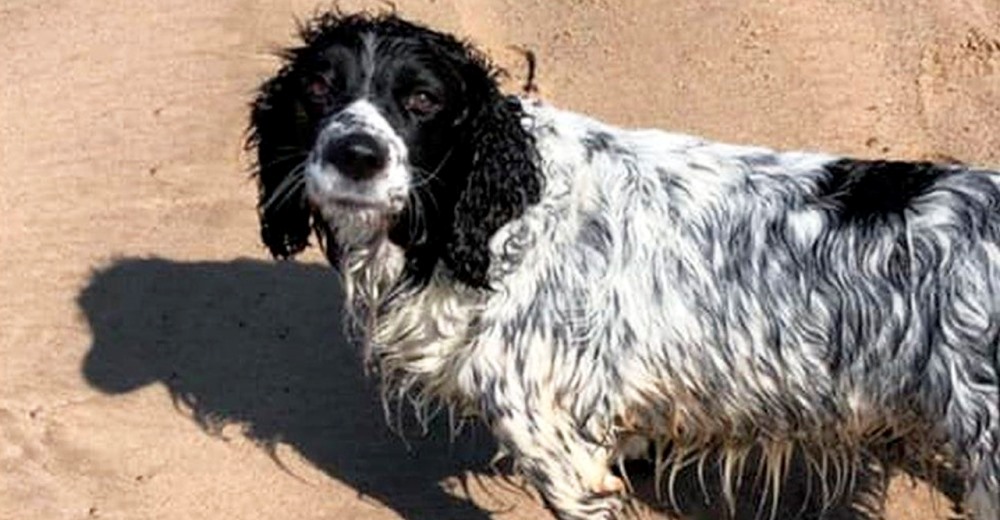 Encuentran al perrito que estuvo desaparecido durante 16 horas en el mar