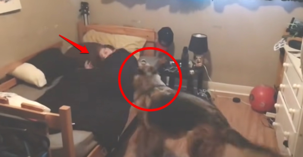 Graba a su perro pastor alemán acudiendo alarmado a despertar a sus 2 hijos en su habitación Graba a su perro pastor alemán acudiendo alarmado a despertar a sus 2 hijos en su habitación