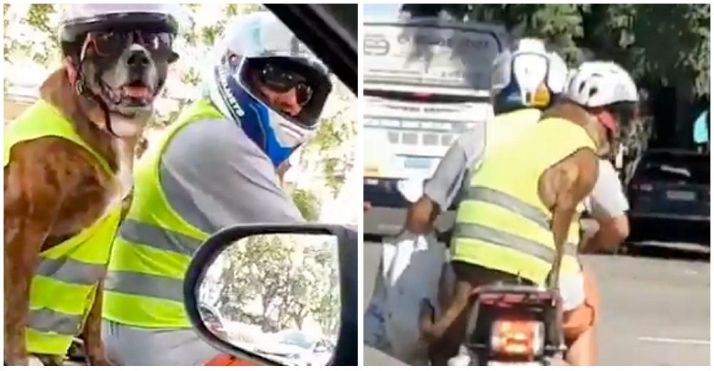 Señalan al dueño del perro bóxer que viaja en motocicleta con su casco, lentes y chaleco