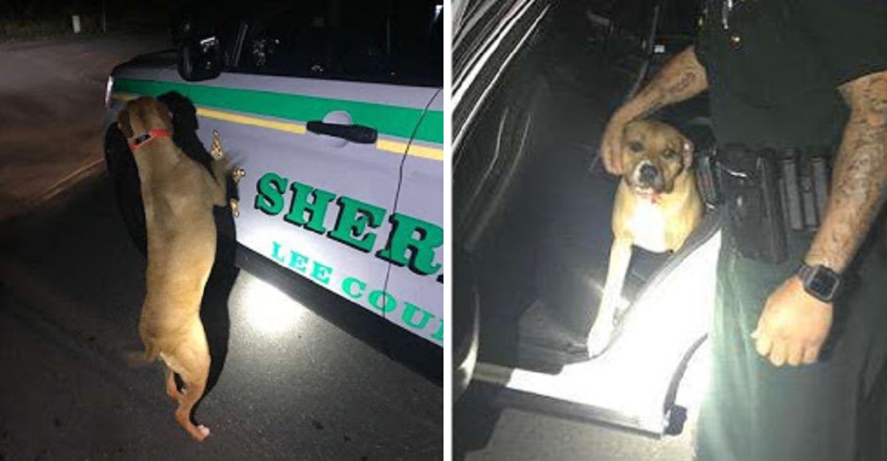 Policías encuentran a un pitbull en la puerta de su patrulla suplicando ayuda