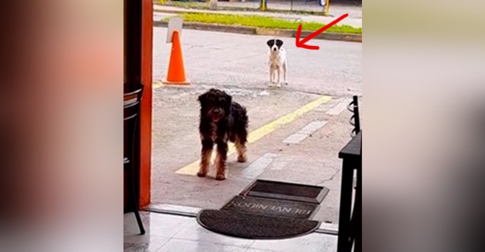 Perrito callejero lleva a su amigo hambriento al restaurante donde siempre le regalan comida