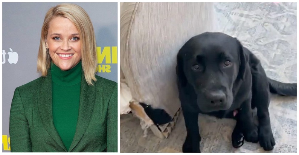 Reese Witherspoon revela que su perrito devoró su sofá desconcertando a todos con su reacción
