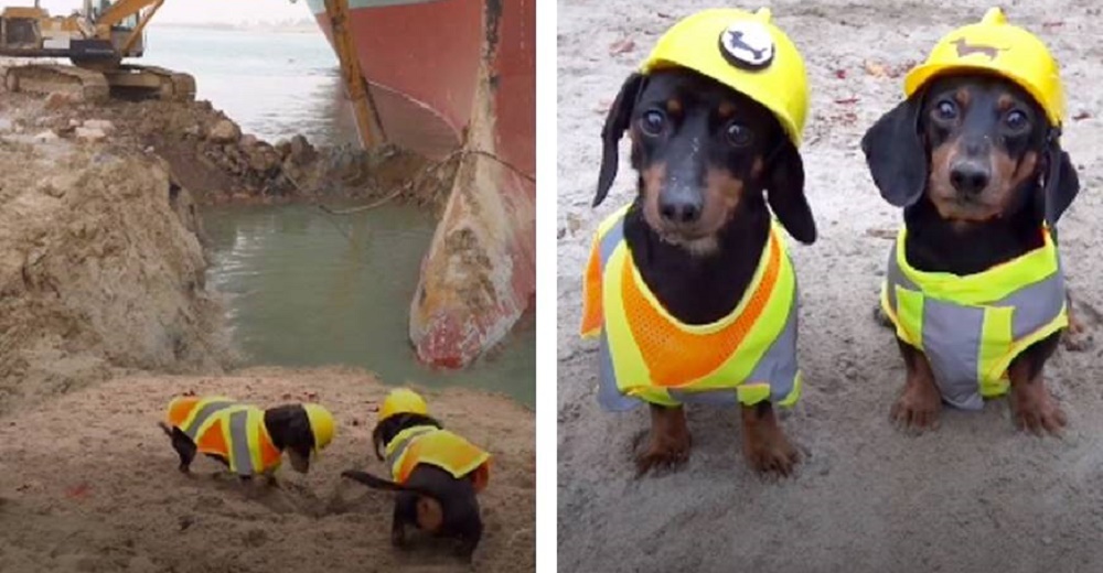 Dos pequeños perritos no pararon de cavar hasta liberar el enorme buque del canal de Suez Dos pequeños perritos no pararon de cavar hasta liberar el enorme buque del canal de Suez