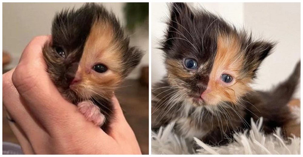 Gatito huérfano abandonado parece dos gatos diferentes fusionados en uno solo