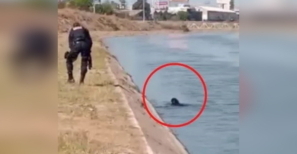Graban a un policía después de que vio que un perrito estaba a punto de ahogarse a su lado Graban a un policía después de que vio que un perrito estaba a punto de ahogarse a su lado