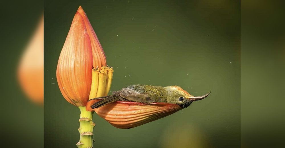 Captan al pajarito más pequeño del mundo usando el delicado pétalo de una flor como su bañera