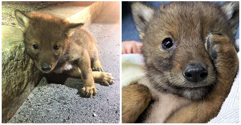 Bebé coyote asustado y solitario que suplicó por ayuda se cruza con un policía