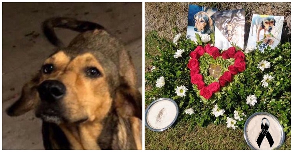 Emotivo homenaje para despedir a Rodolfo Corazón, el perrito que murió en manos de un desalmado