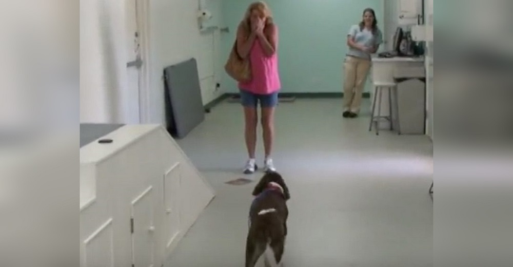Un perrito tetrapléjico hace llorar a su dueña cuando lo va a recoger tras días en la clínica Un perrito tetrapléjico hace llorar a su dueña cuando lo va a recoger tras días en la clínica