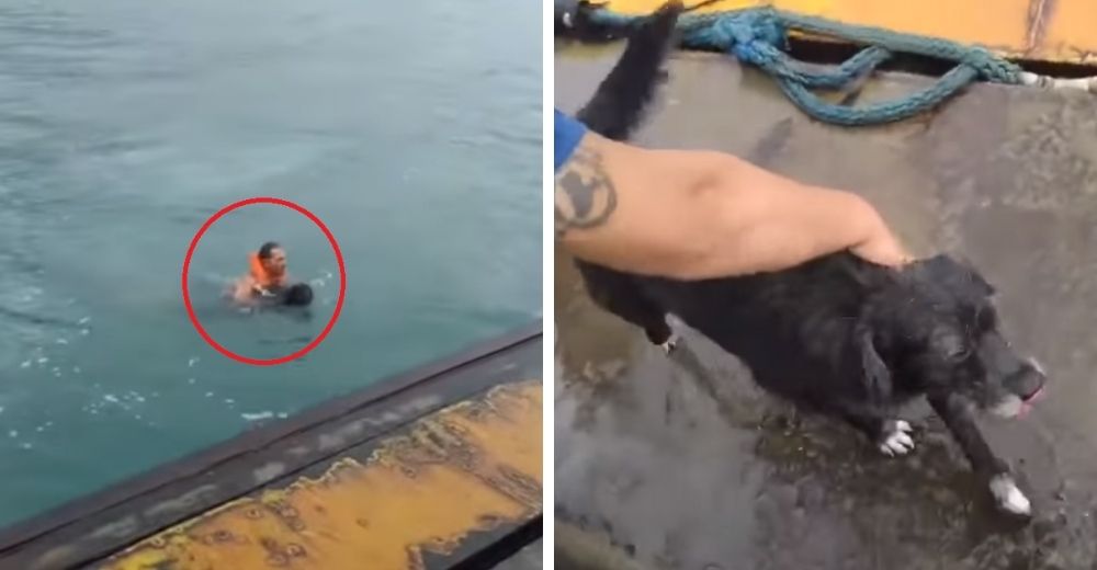 Luchan por rescatar al perrito que cayó el mar y estaba a punto de morir ahogado