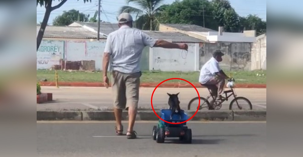 Graban a un hombre que tiraba misteriosamente de un camión de juguete con un pequeño perrito