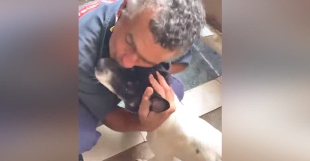 Adapta su humilde vivienda para que su leal perrito discapacitado se pueda mover sin dolor Adapta su humilde vivienda para que su leal perrito discapacitado se pueda mover sin dolor