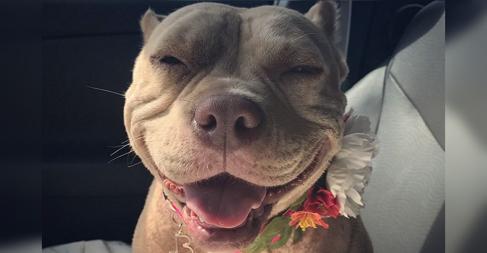 Todos disfrutan la singular sonrisa de esta pitbull pero desconocen su triste historia