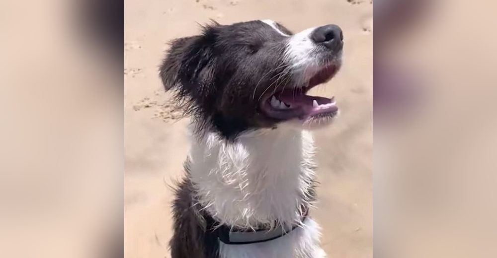 Lleva a su perrito ciego por primera vez al mar sin pensar en las consecuencias