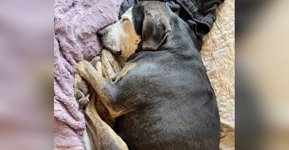 Perrita que nunca supo lo que es vivir adentro, toma su primera siesta en una cama de verdad Perrita que nunca supo lo que es vivir adentro, toma su primera siesta en una cama de verdad