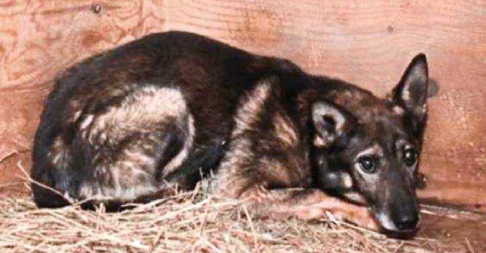 Lo habían olvidado entre cientos de perritos del refugio hasta que una voluntaria se fija en él