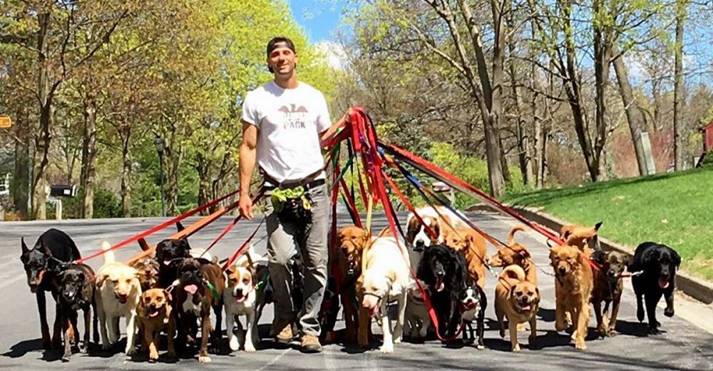 Deja su trabajo para poder estar con su mascota y se convierte en paseador de decenas de perros