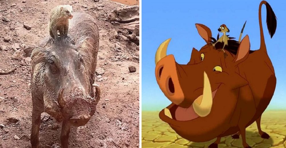 Un jabalí y su inseparable amiguita demuestran que son Timón y Pumba de la vida real