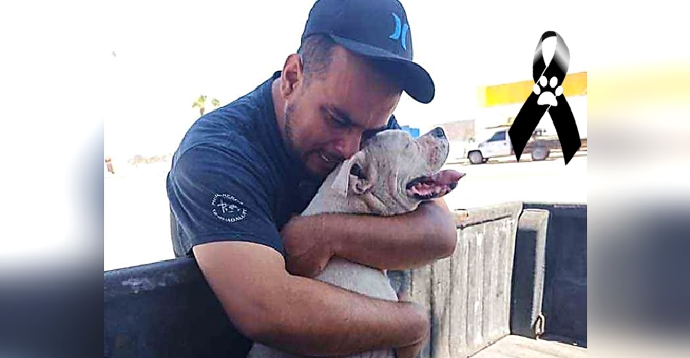 Complace a su perro con su paseo favorito en sus últimas horas de vida – «Jamás lo olvidaré» Complace a su perro con su paseo favorito en sus últimas horas de vida – «Jamás lo olvidaré»