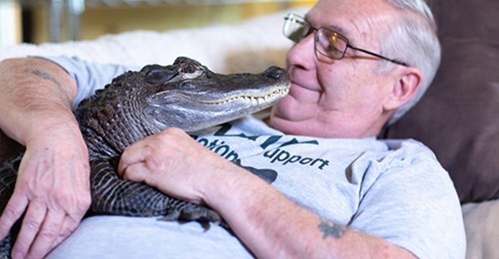 Abuelito se niega a tomar medicinas y encuentra en un caimán la mejor cura a su enfermedad