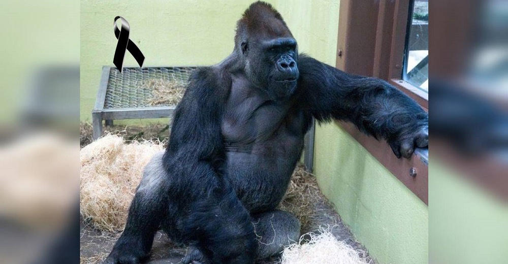 Muere Wanto, el gorila de 44 años que cautivaba a todos con sus emotivos saludos