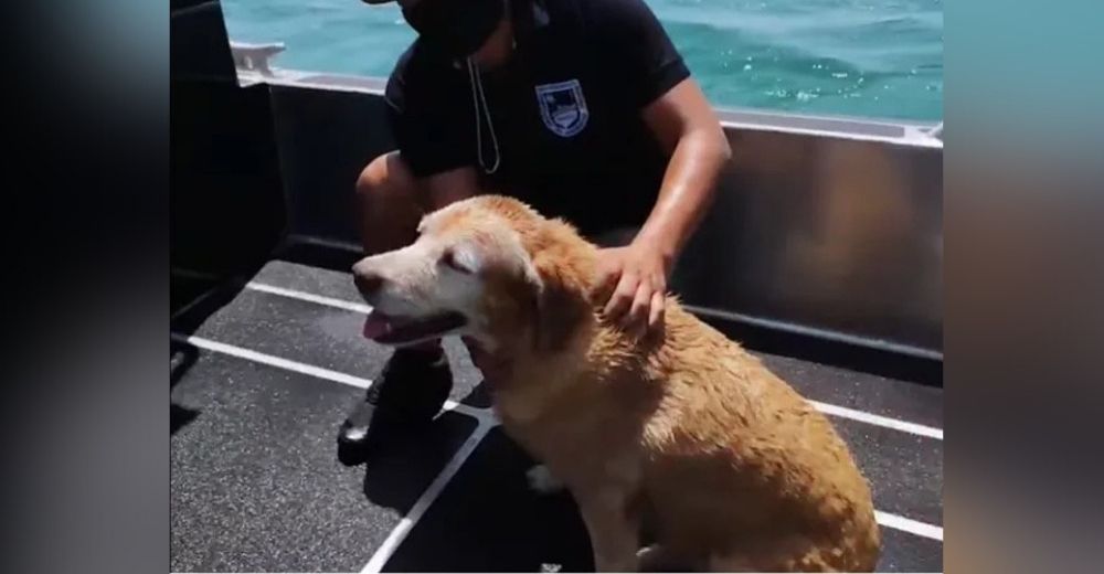 Huye aterrada por el estruendo de los juegos pirotécnicos y acaba luchando por su vida en el mar