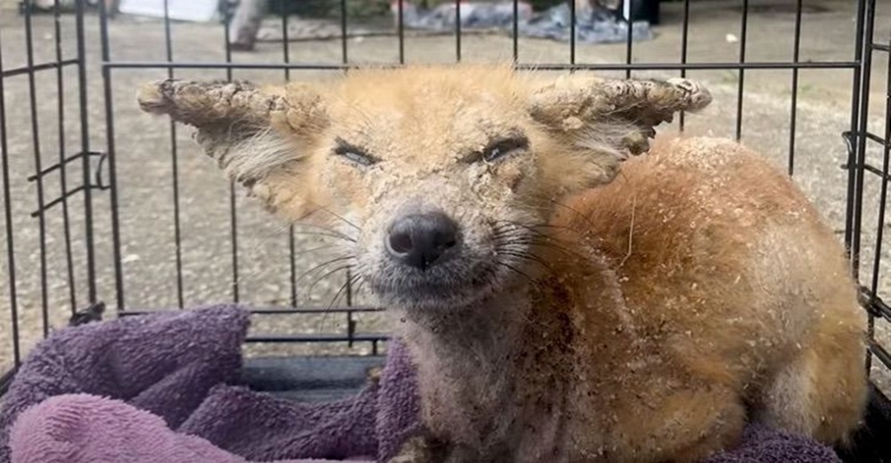 Con la piel carcomida y sin poder abrir los ojos para cazar, este animalito salvaje rogaba ayuda