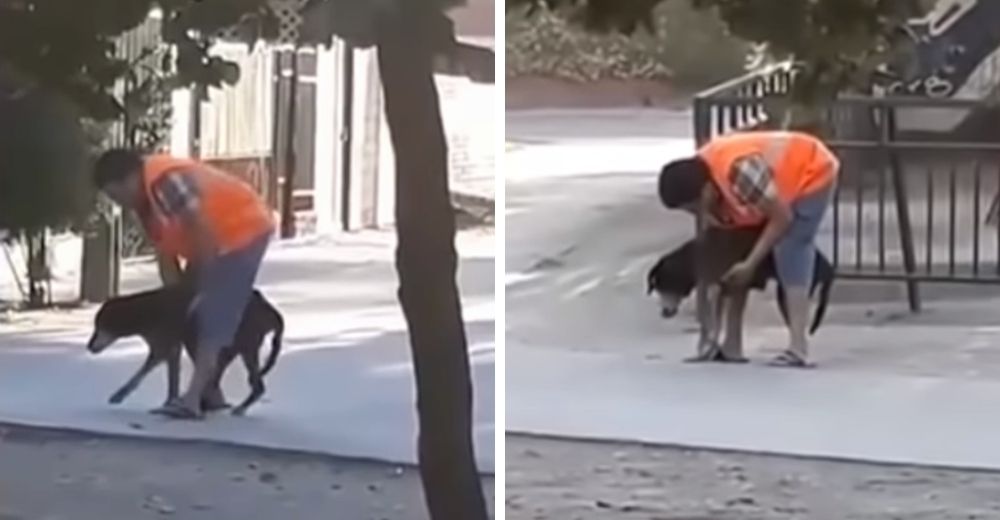 Saca a su perrito anciano a la calle sin saber que lo veían – «Ya no es el mismo de antes»