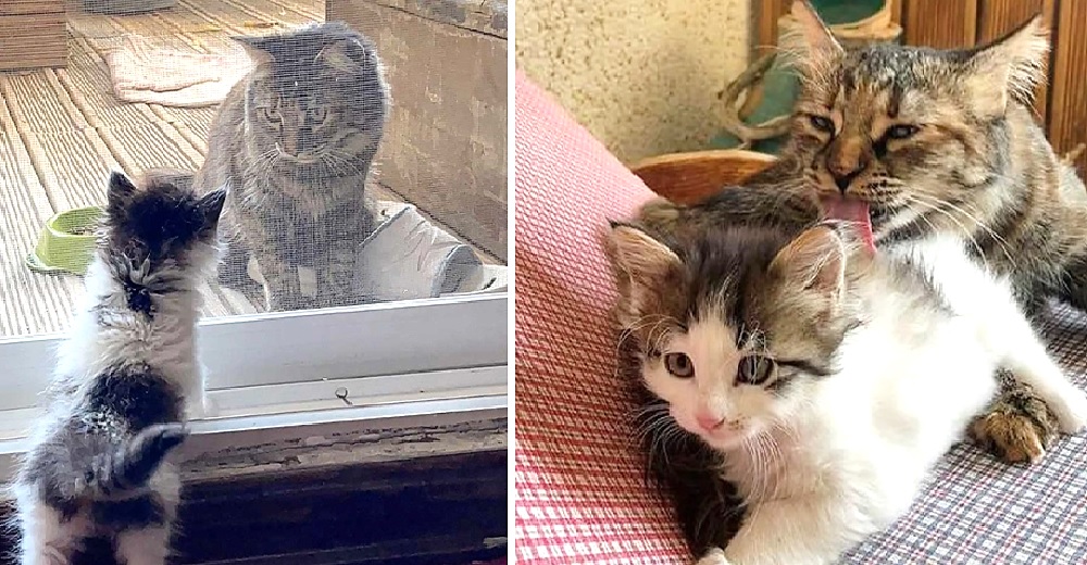 Gatita que soñaba con una hermanita se arma de paciencia cuando la nueva minina la rechaza