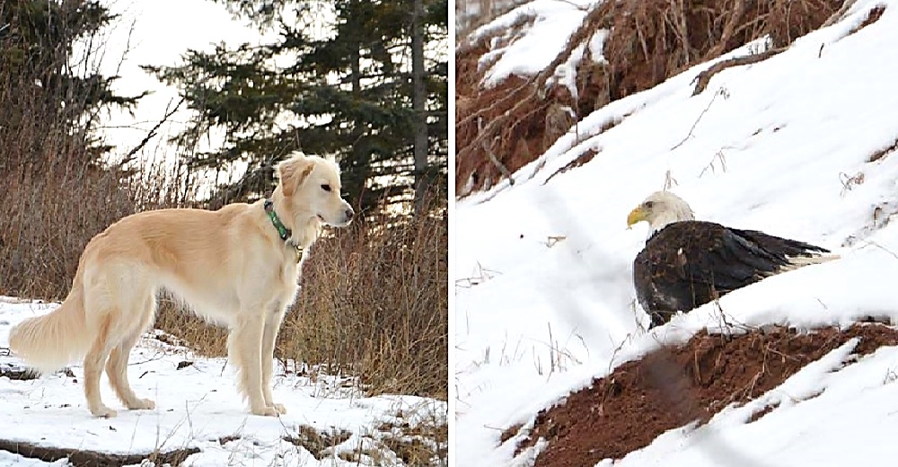 Una noble perrita sigue sus instintos y no se detiene hasta salvar la vida de un águila herida