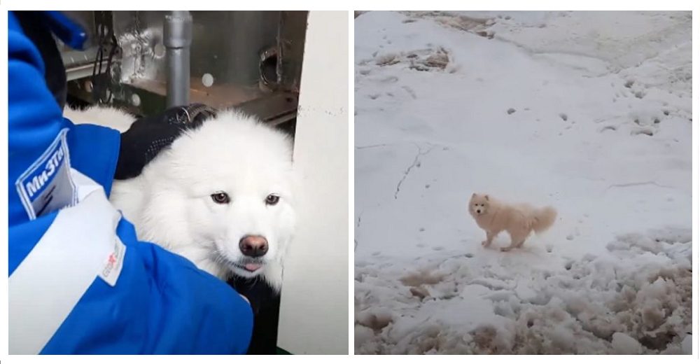 Con sus patitas congeladas una perrita que se perdió es rescatada en un peligroso glaciar