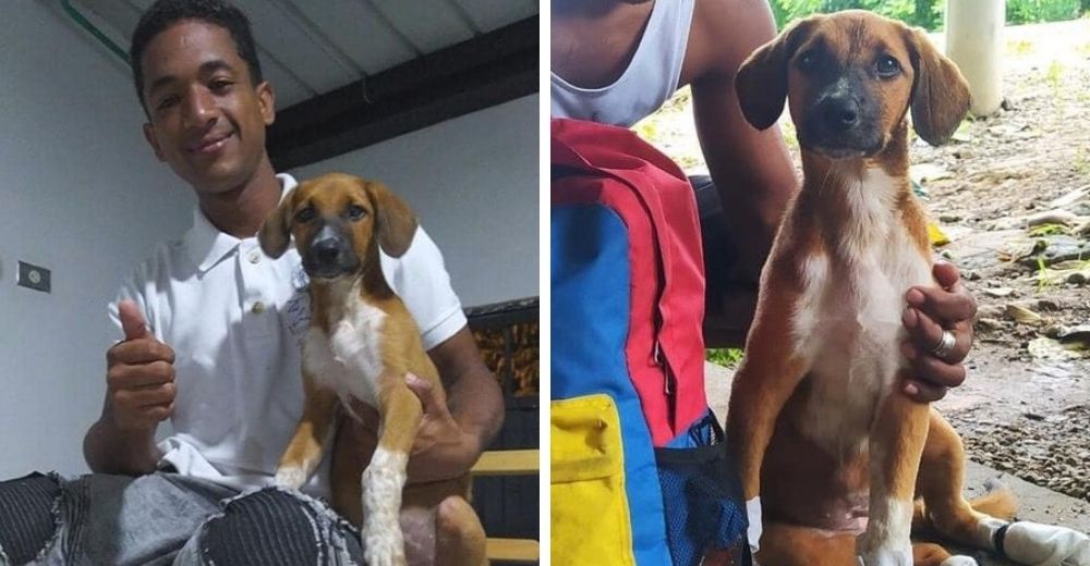 Migrante viajó 60 días a pie acompañado de su fiel perrita, sus patitas heridas no podían más