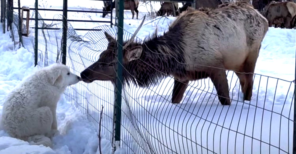 Graba a un alce salvaje acercándose a su cachorrito Gran Pirineo