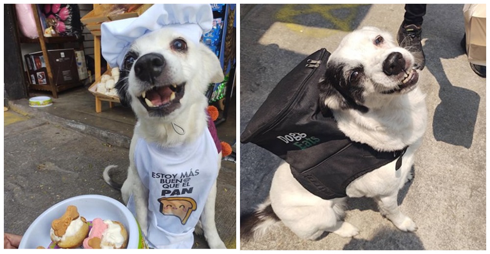 Señalan al refugio que puso a trabajar a una dulce perrita repartiendo comida por la ciudad