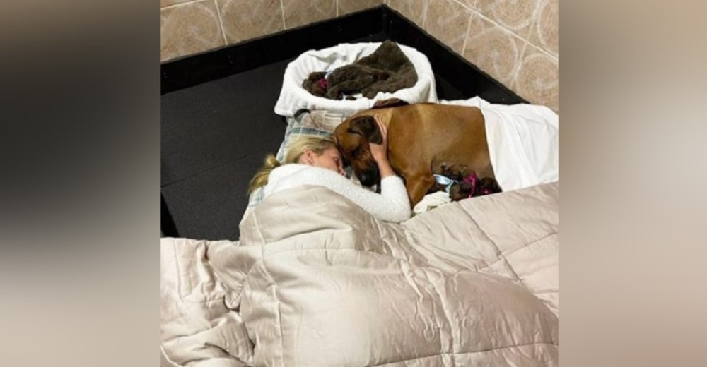 Duerme junto a su perrita después de que parió a sus 10 cachorritos para ayudarla a recuperarse