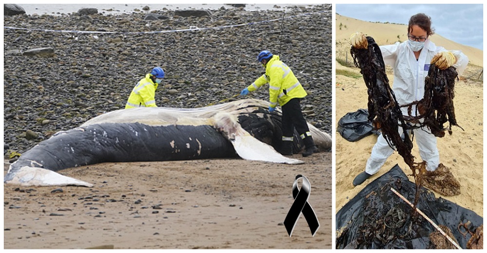 Aparece en la playa una ballena extremadamente delgada con 16 kilos de plástico en su estómago