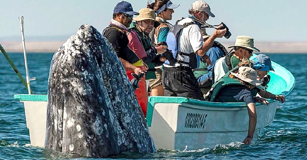 Una ballena se acerca sigilosa a un bote estremeciendo a un grupo de turistas