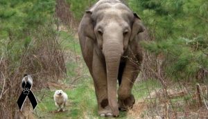 Bella y Tara, una perrita sin hogar y una elefanta, que fueron las mejores amigas hasta el final