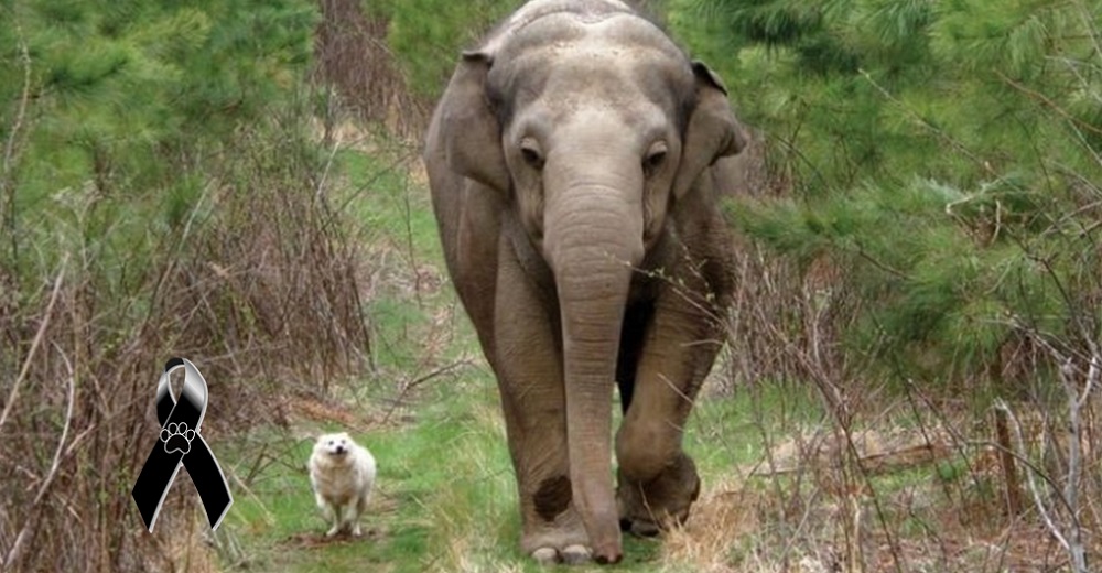 Bella y Tara, una perrita sin hogar y una elefanta, que fueron las mejores amigas hasta el final