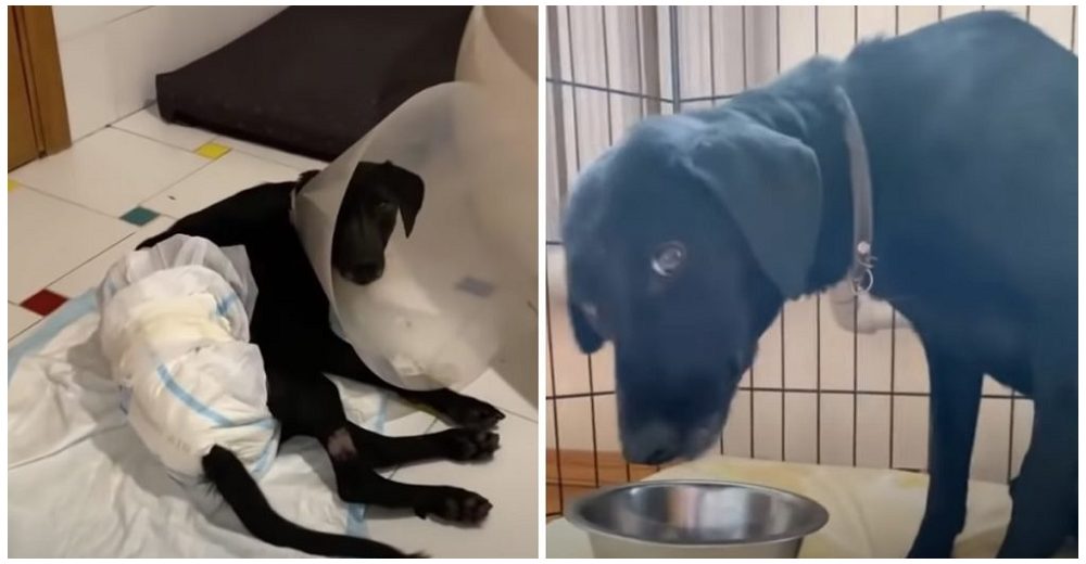 Perrita que se arrastró herida queda desolada en la calle mientras todos le robaban sus bebés Perrita que se arrastró herida queda desolada en la calle mientras todos le robaban sus bebés