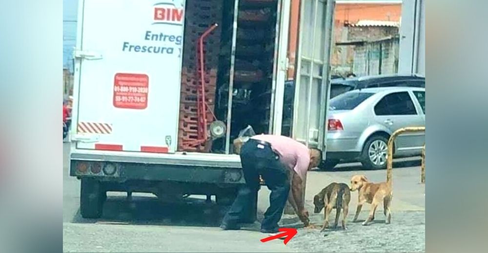 Captan a un conductor que se detuvo al ver perritos hambrientos, les tenía listas sus croquetas