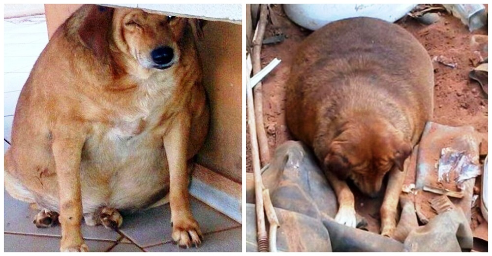 Perrita callejera obesa es el «hazmerreír» de todos los vecinos pero a nadie le importa su dolor