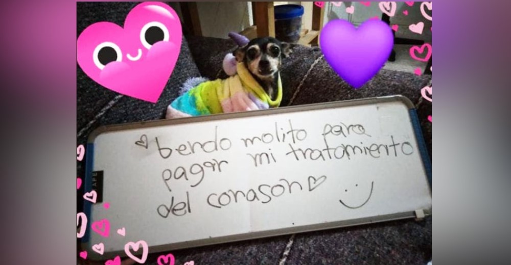 Piden ayuda para la perrita que vende comida para pagar su tratamiento para el corazón