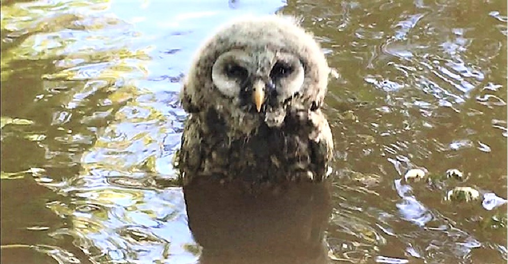 Interrumpió su paseo cuando un búho triste y desesperanzado la miraba desde el río