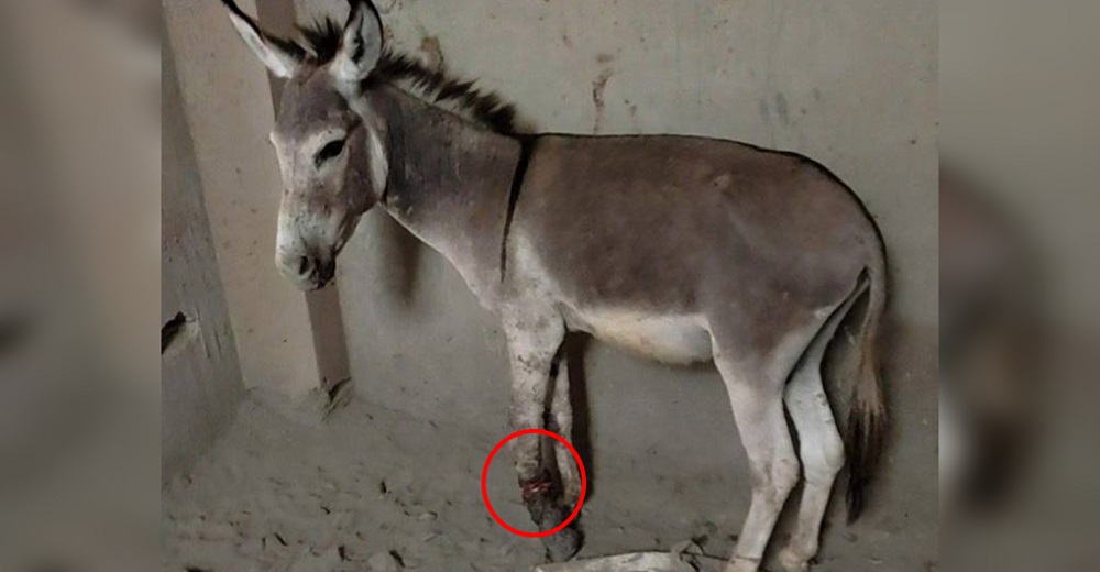 Atado y con sus patitas heridas buscaba esconderse en una construcción