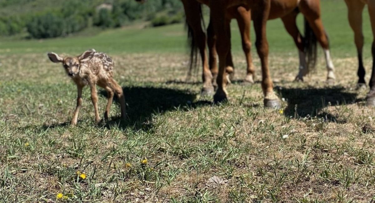 Los caballos se acercan al asustado venadito que había perdido a su mamá para ayudarlo