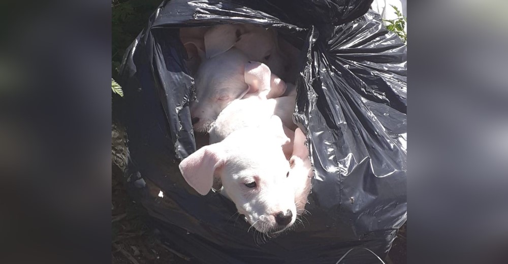 Desnutridos y afligidos hallaron a 8 cachorritos en una bolsa de basura atada